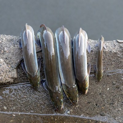 Five silver catfish on concrete dock