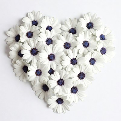 Osteospermum Daisies Heart Shape