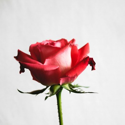 Pink Rose on White Background
