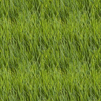 Fresh Green Grass Texture