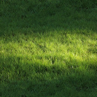 Lush green grass field