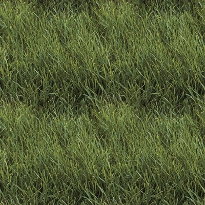 Green Grass Seamless Texture