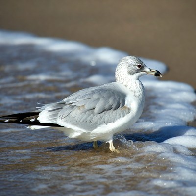 Gull standing in ocean waves