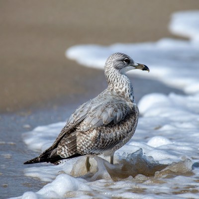 Herring gull standing on beach waves