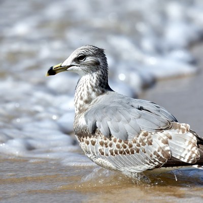 Seagull standing in shallow ocean water