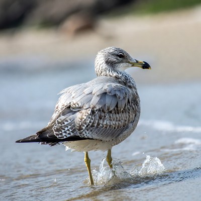 Seagull standing in shallow ocean water