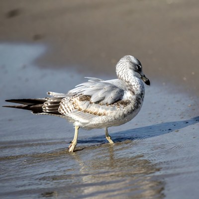 Seagull standing on beach