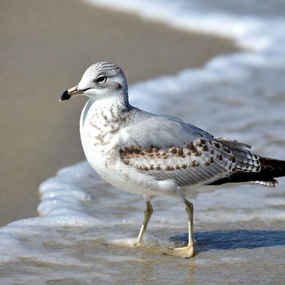 Seagull standing on beach