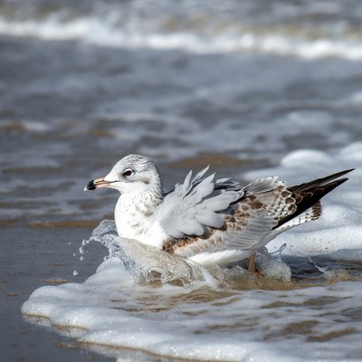 Seagull splashing in ocean waves