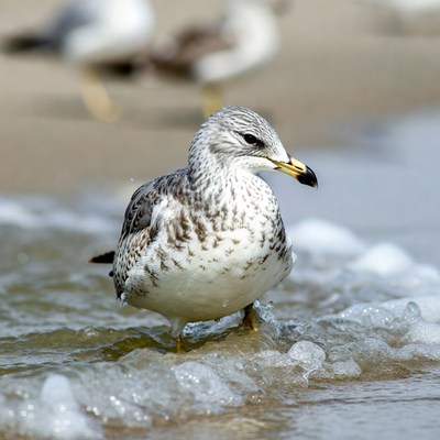 Gull standing in ocean waves