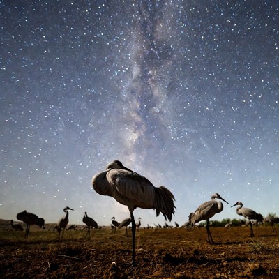 Cranes Standing Under Milky Way