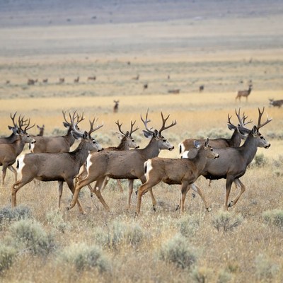 Herd of Mule Deer in Grassland