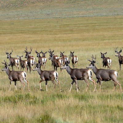 Herd of Pronghorn Antelope in Grassland