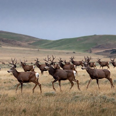 Herd of Mule Deer in Grassland