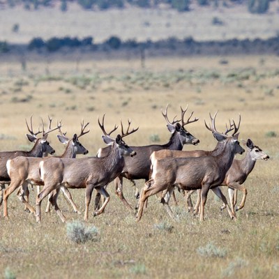 Herd of Mule Deer Running in Grassland