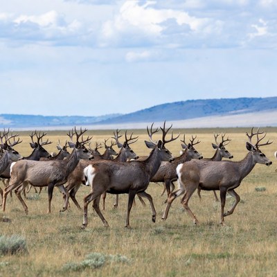 Herd of Mule Deer in Grassland