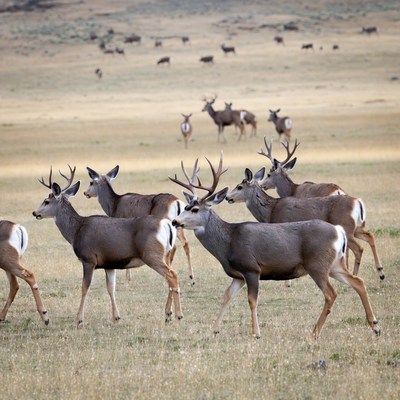 Herd of Mule Deer in Grassland