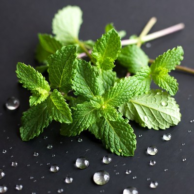 Fresh Mint Leaves with Water Droplets