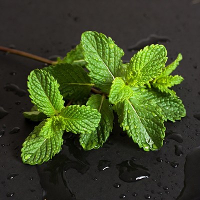 Fresh Mint Leaves on Black Background
