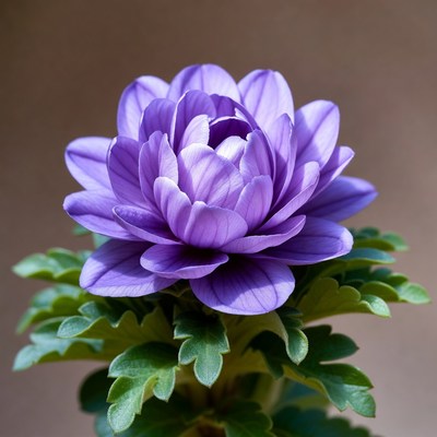 Purple Anemone Flower with Green Leaves