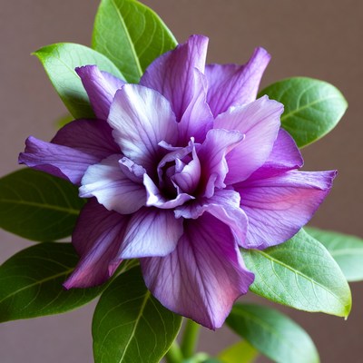 Purple Dipladenia Flower with Green Leaves