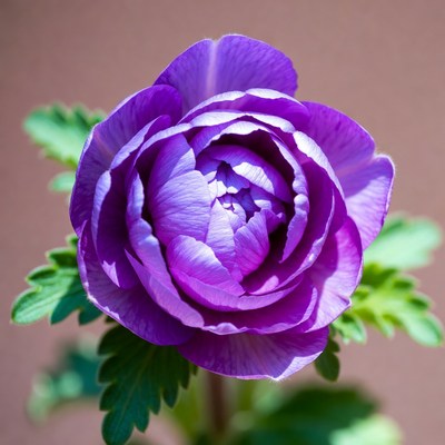 Purple Anemone Flower Bloom