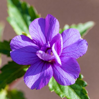 Purple flower with green leaves