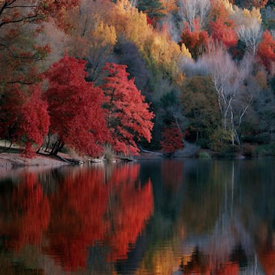 Autumn Trees Reflecting in Lake