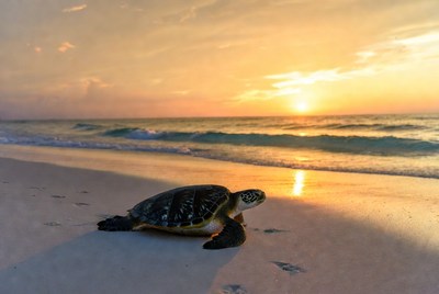 Baby Sea Turtle on Beach at Sunset