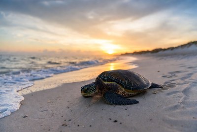 Sea Turtle on Beach at Sunset