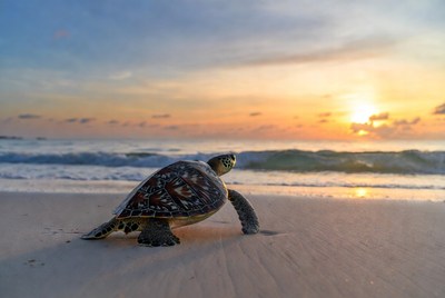 Sea turtle on beach at sunset