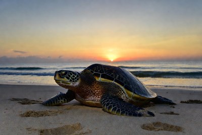 Sea Turtle on Beach at Sunset