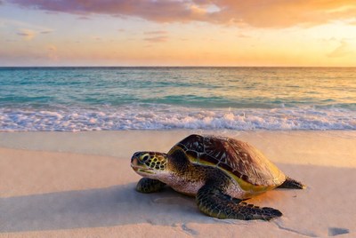 Sea Turtle on Beach at Sunset