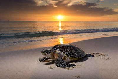 Sea Turtle on Beach at Sunset