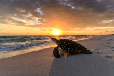 Sea Turtle on Beach at Sunset