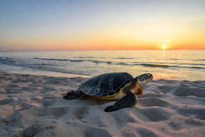 Sea Turtle on Beach at Sunset