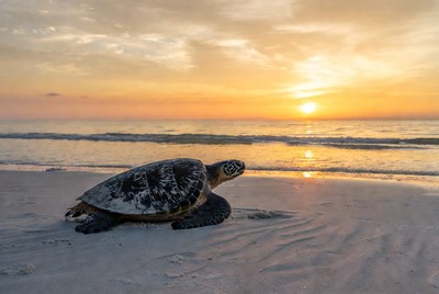 Sea turtle on beach at sunset