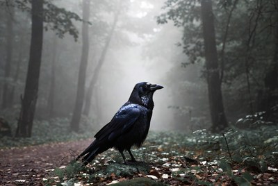 Black crow standing in misty forest