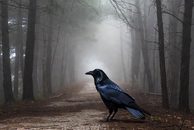 Raven standing on foggy forest path