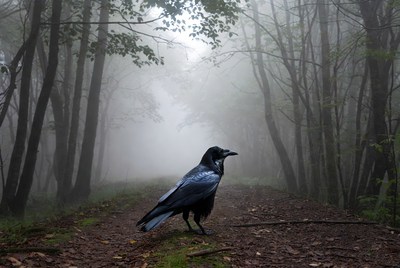 Raven on misty forest path