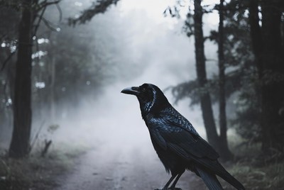 Raven on misty forest path