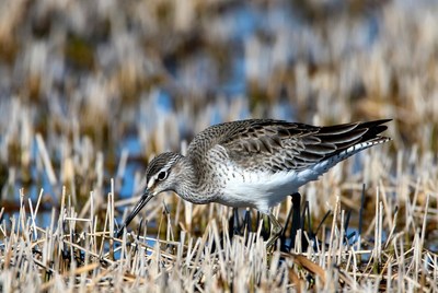 Dunlin foraging in marsh grass