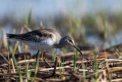 Dunlin foraging in marsh grass