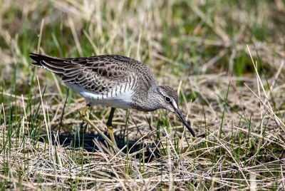 Dunlin foraging in marsh grass