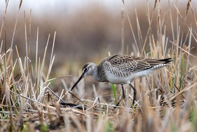 Dunlin foraging in marsh grass