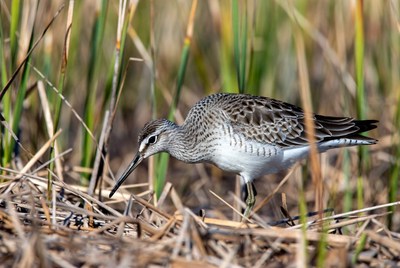Dunlin foraging in marsh grass