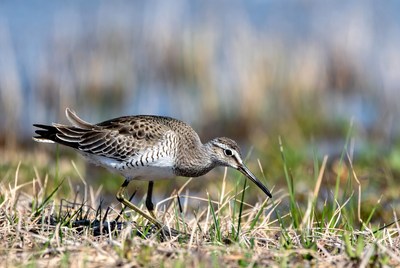 Dunlin bird foraging in marsh grass