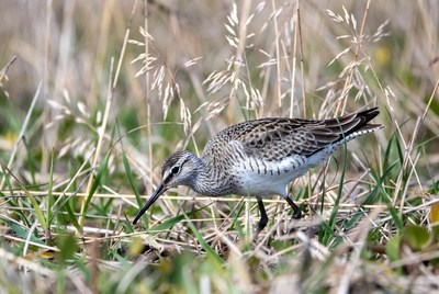 Dunlin foraging in tall grass