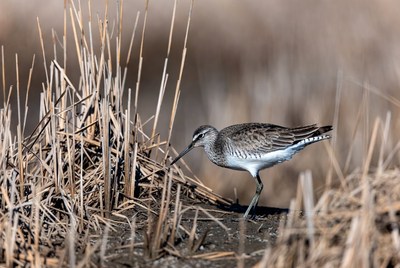 Long-billed Dowitcher in dry grass