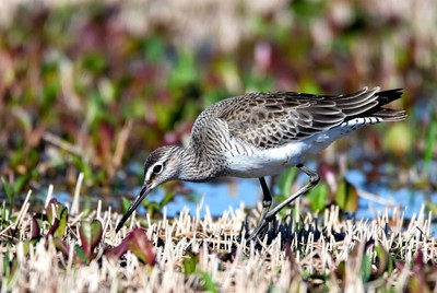 Dunlin foraging in marsh